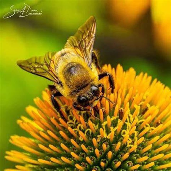 Bee, e.g. Crossword Clue