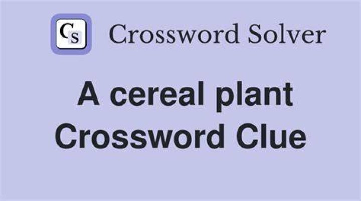 Cereal staple Crossword Clue