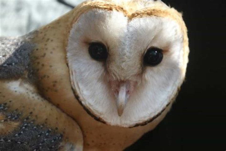 Creatures that can have asymmetrical ears, which aid in hunting Crossword Clue