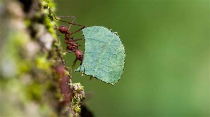 Insect that can carry up to 50 times its body weight Crossword Clue