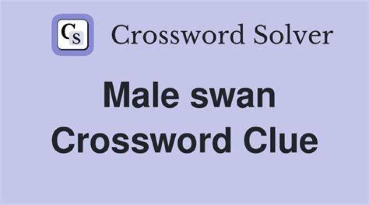 Male swans Crossword Clue