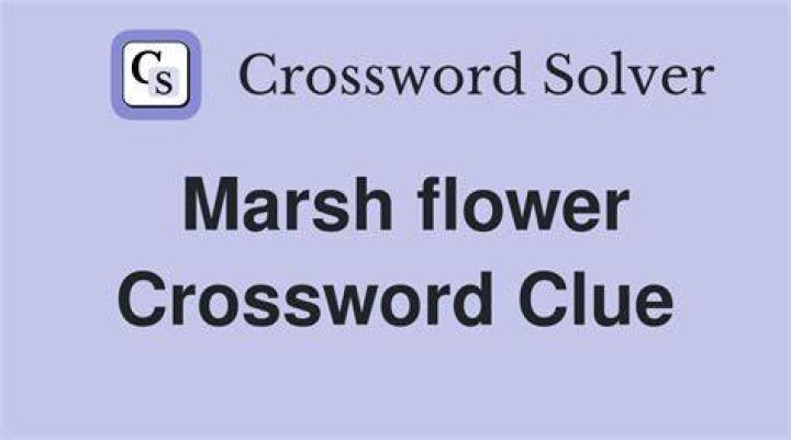Marsh flora Crossword Clue