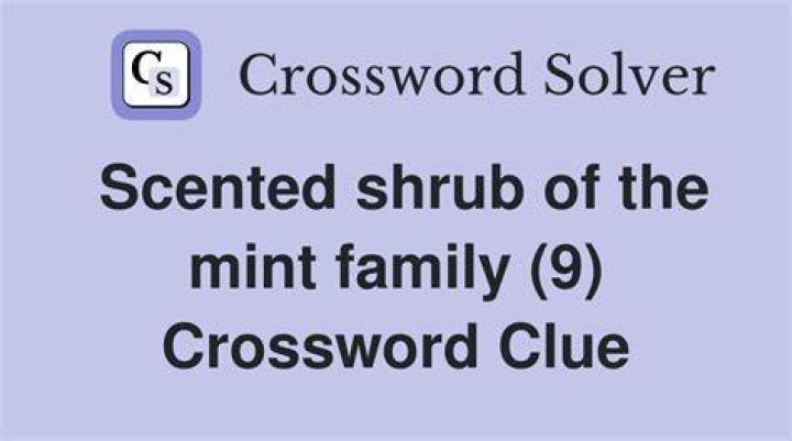 Mint in a tin Crossword Clue