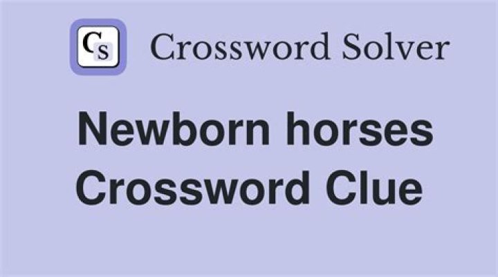 Newborn horses Crossword Clue