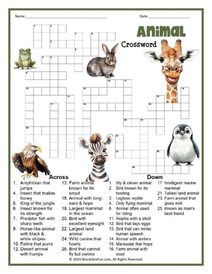 Peruvian pack animal Crossword Clue