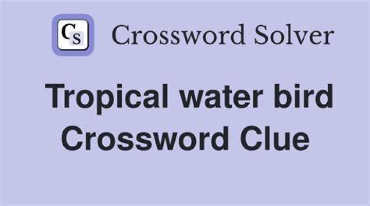 Tropical squawker Crossword Clue