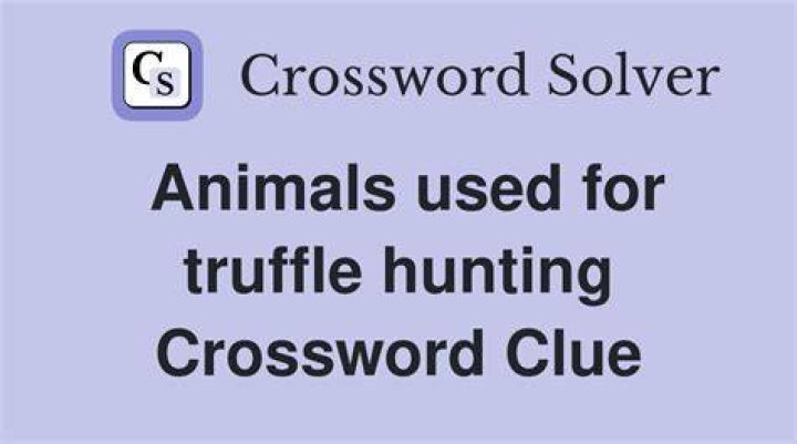 Truffle hunting option Crossword Clue
